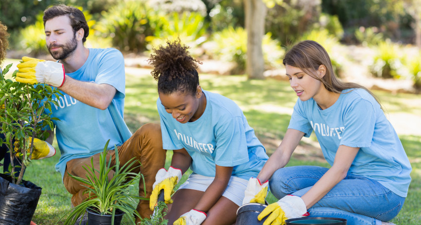 Three volunteers planting a shrub in a garden, wearing blue t-shirts labeled "volunteer" and gloves, focusing on their task.